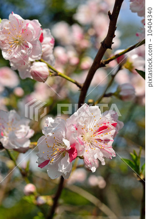 Tree · Genepe peach rose family 10404340