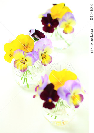 Viola arranged in a glass vase 10404628