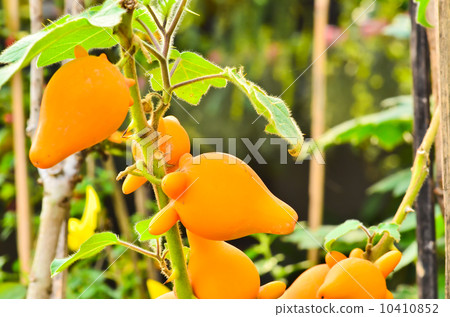 solanum mammosum plant solanum mammosum plant 10410852