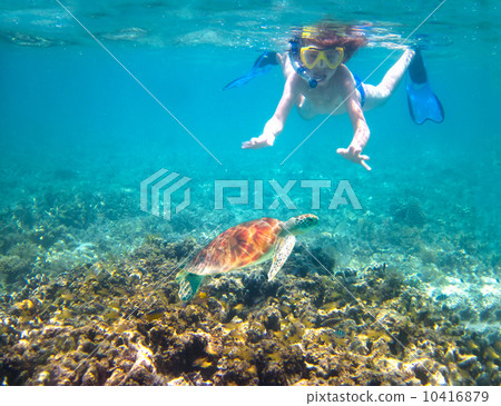 Child snorkeling in a tropical sea next to a turtle Child snorkeling in a tropical sea next to a turtle 10416879
