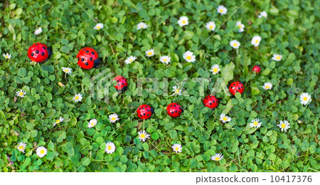 Ladybug toys on a fresh summer lawn with lots of small daisy flo 10417376