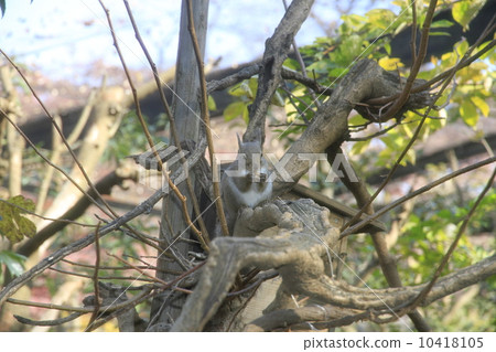 Squirrel for eating walnuts Squirrel for eating walnuts 10418105