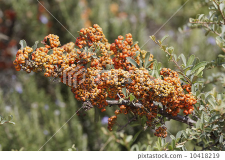 Barberry 10418219
