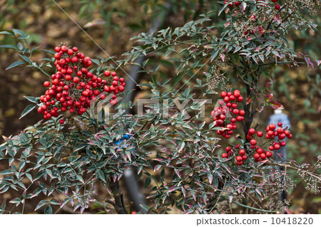 cotoneaster cotoneaster 10418220