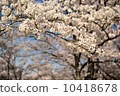 Cherry tree at Harima Central Park 10418678