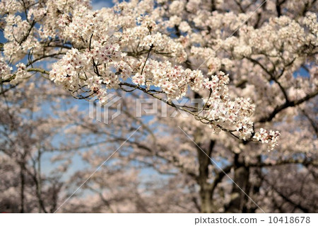 在Harima中央公園的櫻桃樹 在Harima中央公園的櫻桃樹 10418678