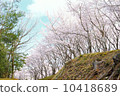 Cherry Blossoms	 10418689