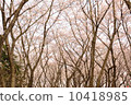 In the forest of cherry blossoms 10418985