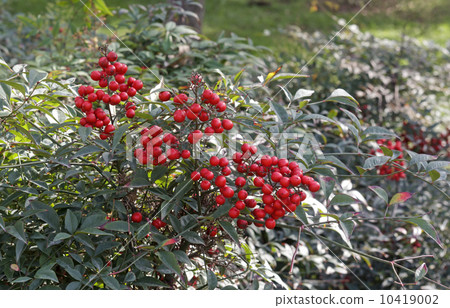 shrub with red berries 10419002