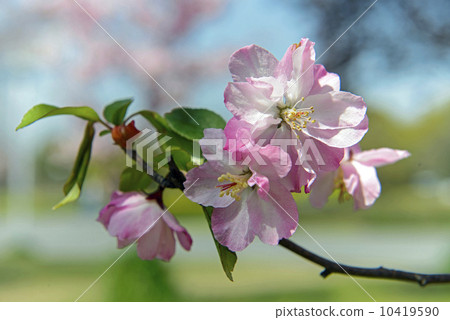 Hana Ha Tang 10419590