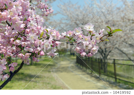 哈娜哈唐 10419592