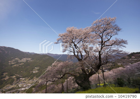 在Ninodogawa鎮的金瓜櫻桃樹 在Ninodogawa鎮的金瓜櫻桃樹 10419790