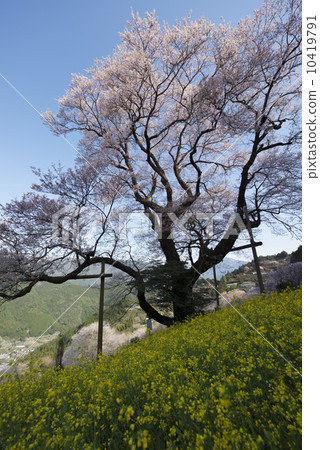 Gourd cherry tree in Ninodogawa town 10419791