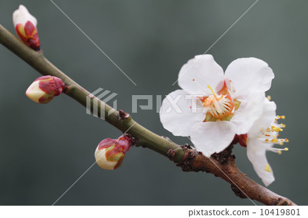 White plum White plum 10419801