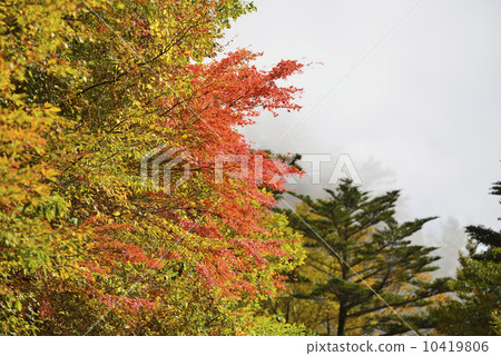 石頭秋葉在霧的 10419806