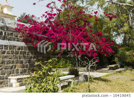 Bougainvillea flowers 10419845