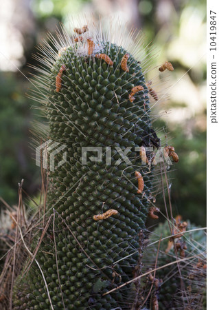 green cactus green cactus 10419847