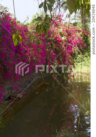 Bougainvillea flowers Bougainvillea flowers 10419848