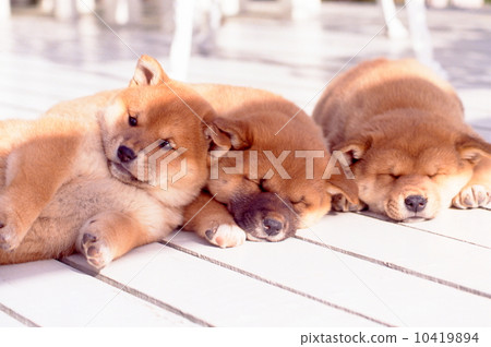 Cute little puppy Cute little puppy 10419894