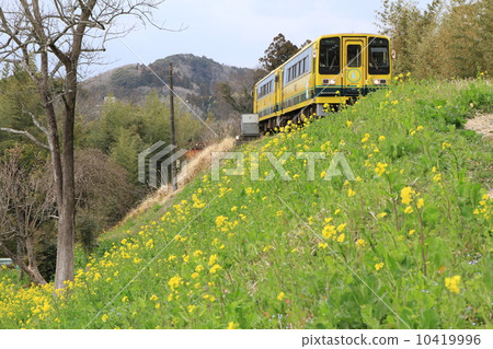夷隅鐵道“行駛在開滿油菜花的堤壩上的列車” 10419996