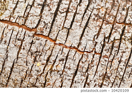 cracks in bark of tree cracks in bark of tree 10420109