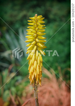 Yellow Aloe vera Yellow Aloe vera 10420137