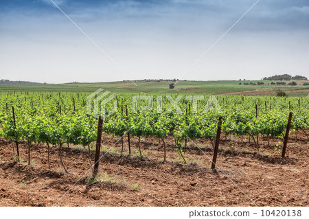 vineyard vineyard 10420138