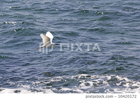Egret flying Egret flying 10420172