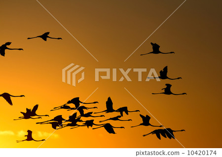 Flying flamingos at sunset 10420174