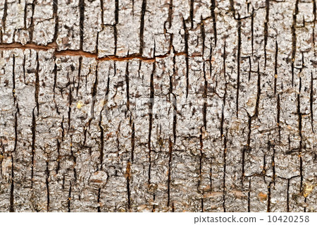 Vertical cracks in bark of tree Vertical cracks in bark of tree 10420258
