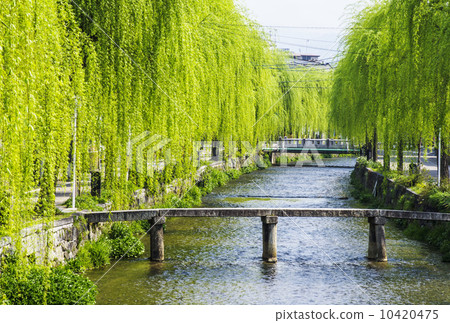 京都白川白川一本橋青垂柳河京都觀光景點 照片素材 圖片 圖庫
