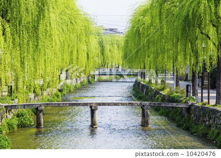 京都白川白川一橋垂柳河京都觀光景點 照片素材 圖片 圖庫