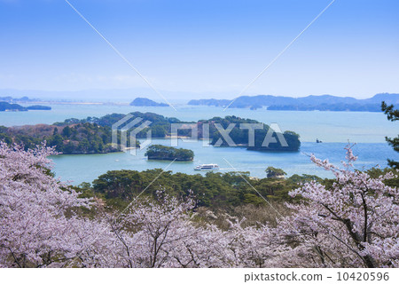 Matsushima · Cherry blossoms at Matsu Park, back of Nishiyuki 10420596