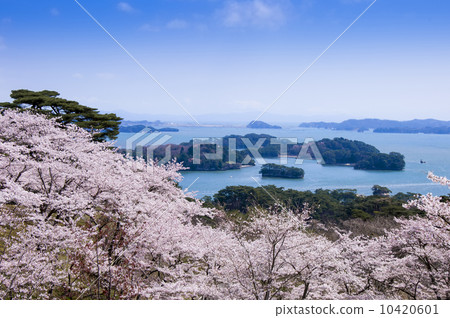 Matsushima · Cherry blossoms at Matsu Park, back of Nishiyuki 10420601