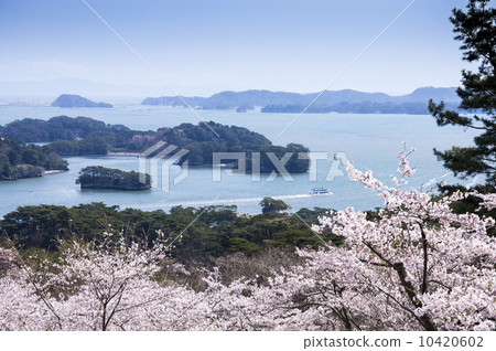 松島·櫻花公園的櫻花，Nishiyuki的背面 10420602