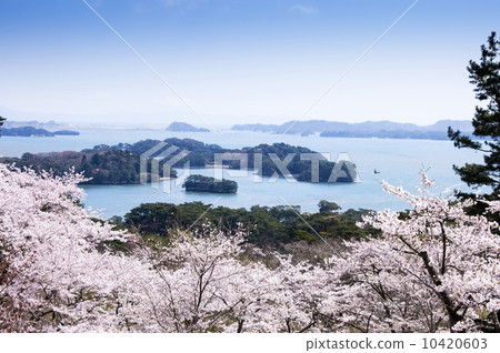 松島·櫻花公園的櫻花,Nishiyuki的背面 松島·櫻花公園的櫻花,Nishiyuki的背面 10420603