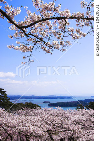 Matsushima, Cherry blossoms at Matsu Park, back of Nishiyuki Matsushima, Cherry blossoms at Matsu Park, back of Nishiyuki 10420631