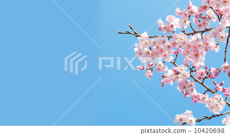 Cherry blossoms in full bloom under blue sky Cherry blossoms in full bloom under blue sky 10420698