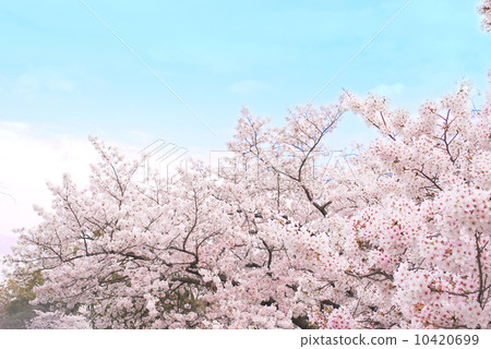 Cherry blossoms in full bloom under blue sky Cherry blossoms in full bloom under blue sky 10420699