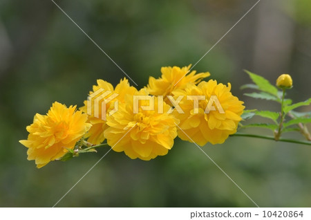 Yamabuki flower Yamabuki flower 10420864