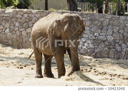 elephant 10421048