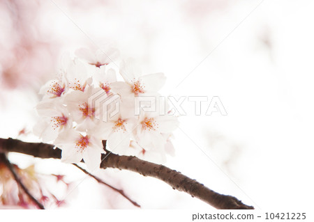 櫻花 櫻花 10421225