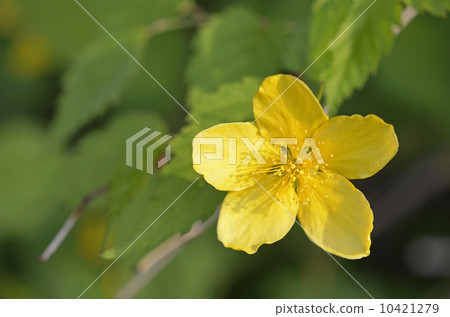 Yamaboki（Yamabuki） 10421279