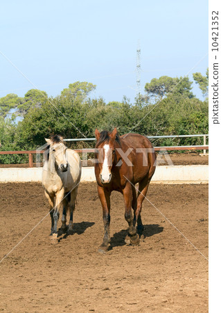 pair of beautiful horses pair of beautiful horses 10421352