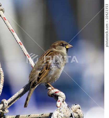 Sparrow on a rope Sparrow on a rope 10421353