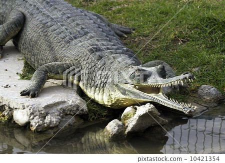 Nile crocodile 10421354