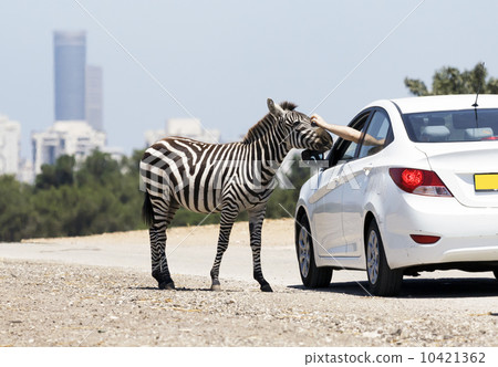 zebra 10421362