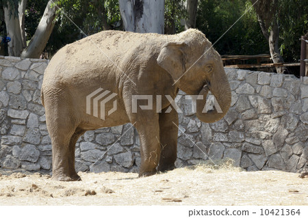 elephant 10421364