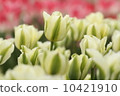 鬱金香 10421910