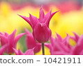 鬱金香 10421911